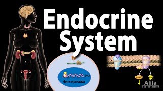 The Endocrine System Overview Animation [upl. by Nylhsa]