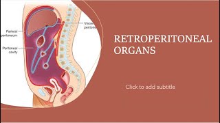 Retroperitoneal organs [upl. by Wilonah]