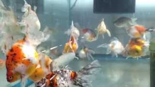 Calico fantail goldfish [upl. by Calisa]