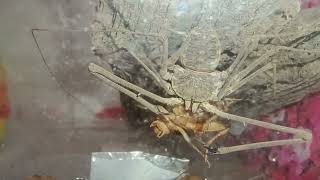 Amblypygi Tailless whip scorpion eating [upl. by Ahsiuqel738]