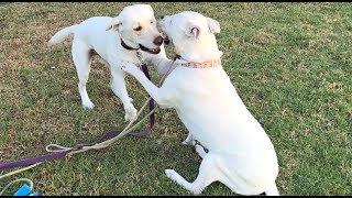 Dog Friends Lab and Pitbull Happy Routine Play 09132024 labrador pitbull [upl. by Airaet328]