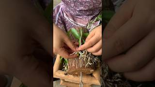 step by step grafting dendrobium plants orchid [upl. by Hartill]