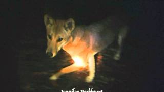 Fraser Island Dingoes 5 dingoes at night snuffing under full moonmpg [upl. by Sharleen]