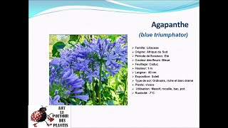 Fiche technique Agapanthe blue triumphator Plante vivace [upl. by Yrhcaz]