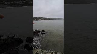 Seals  Coverack sealife cornwall seals stormbert [upl. by Lydell]