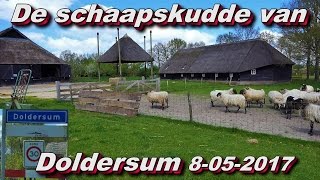 De schaapskudde van Doldersum 08 05 2017 [upl. by Wilt866]