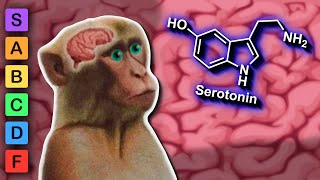 Which Neurotransmitter is the Most Stimulating Neurotransmitter Lore [upl. by Amalburga668]