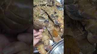 A giant lobster 🦞🦞🦞subscribe seafood viralvideo lobster [upl. by Hnid]