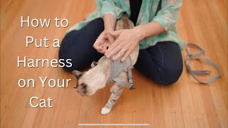 How to Put a Harness and Leash on Your Cat  The Best Cat Harness The True Adventurer [upl. by Thanasi]