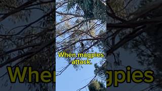 Magpie attacks australianature nature shortsfeed birds [upl. by Ris829]