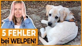 Welpen erziehen I 5 häufige Fehler die HundebesitzerInnen bei der Welpenerziehung machen [upl. by Nosral240]