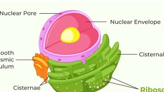 What are Ribosomes Ribosomes function and structure class 9  fundamental unit of life ribosomes [upl. by Miculek]