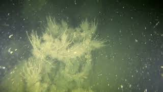 Diving the Wreck of the SS Johanna Outer Hebrides 1st time Its been seen in 117 Years [upl. by Wamsley]