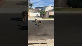 Belgian Malinois loves working with puppy’s belgianmalinois puppy trending germanshepherd dog [upl. by Naresh]