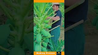 The Process Of Cutting The Leaves Of Papaya Plant [upl. by Gerome]