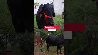 Venkat Dairy Farm cow dairyfarming dairycows shortvideo [upl. by Cecilio]