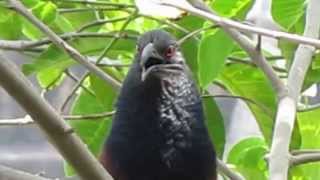 Greater Coucal and its calls [upl. by Pendergast]