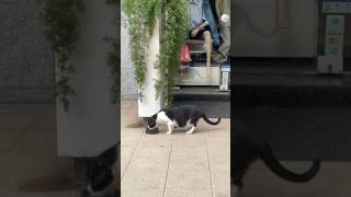 This black white cat is too hungry in a street with shops cutecats streetcats straycat [upl. by Guillema795]