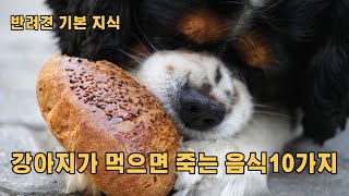 강아지가 절대 먹으면 안되는 음식 10가지 [upl. by Veator]