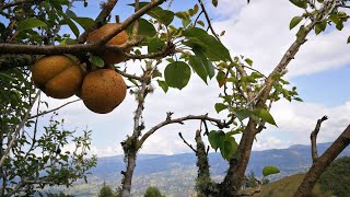 Vendo finca con perales y manzanos en Tibaná Boyacá [upl. by Nomal]