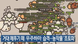 우주하마 펫 키우기 게임인데 메뚜기떼를 키워봤습니다ㅎ [upl. by Ellehcram]