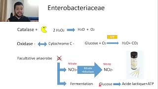 36famille des Enterobacteriaceae [upl. by Bez880]