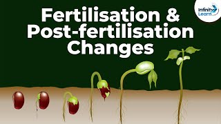 Fertilisation and Postfertilisation Changes in the Flower  Dont Memorise [upl. by Naejamron729]