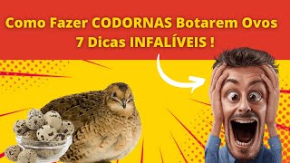 Como fazer Codornas botarem Ovos  7 Dicas Infalíveis para codornas botarem ovos [upl. by Adnilem]