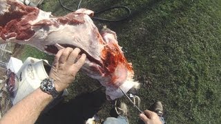 Whitetail deer skinning and butchering video [upl. by Socram]