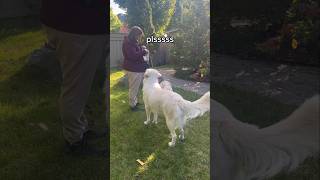 Maremma Sheepdog and Best Friend Enjoying Snacks on a Sunny Afternoon 😊 BestFriends DogLife [upl. by Ierna138]