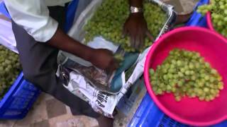 Export packing of Grapes for Bangladesh [upl. by Hudgens391]