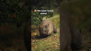 Wombat ♥️🇭🇲This iconic Aussie animal wombat wombats cuteanimals wildlife australiananimals [upl. by Ilat]