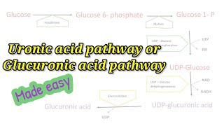 Uronic acid pathway made easy How to remember Glucuronic acid pathway easily biochemistry [upl. by Retxed914]