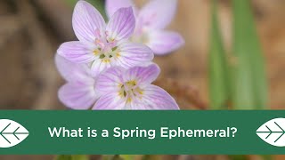 What is a Spring Ephemeral [upl. by Ertha786]