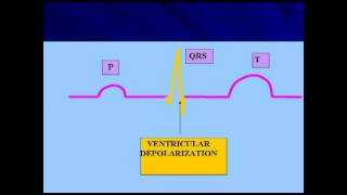 AP2 EXAM 1 HEART DEPOLARIZATION amp REPOLARIZATION OF HEART CHAMBERSavi [upl. by Lokkin]