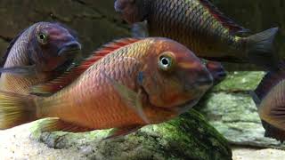 Tropheus moorii Ndole quotredquot  PISCES [upl. by Gratia]