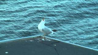 Two seagulls calling together [upl. by Secunda]