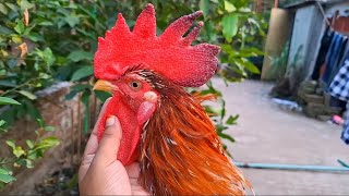 Beautiful rooster breeds [upl. by Sergias]