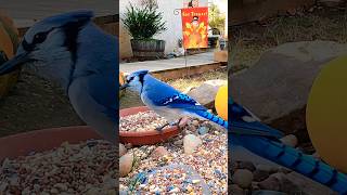 Pretty Bluejay Having a Snack birds bluejays birdwatching bird birdslover birdeating nature [upl. by Nevins]