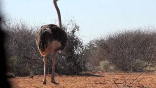 Draves African Safari Ostrich Kill with Mathews MR6 [upl. by Bhayani710]