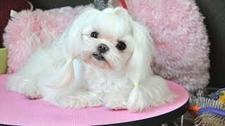 Maltese Grooming Tweety Tear Stain Cleaning Top Knot Tutorial Groom at Home Series [upl. by Ehsrop]