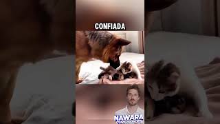 Gran pastor conoce a los hijos de su hermana gata [upl. by Shriver]