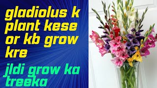 gladiolus  how to grow gladiolus plant  winter plant [upl. by Artcele664]