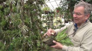 TV SPOT  Orchidegartneriet i Fredensborg [upl. by Marguerie]