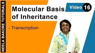 Molecular Basis of Inheritance  NEET  Transcription  Neela Bakore Tutorials [upl. by Dier]