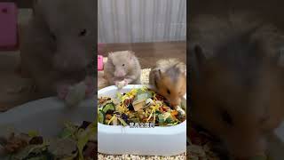 If you dont know how to choose rat food just buy this one Hamster food rat food beginners r [upl. by Monjan]