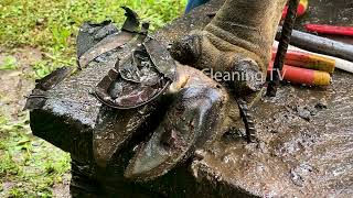 Ep40THE CLEANING and CUTTUNG Experts use stone to treat cows foot [upl. by Cori90]