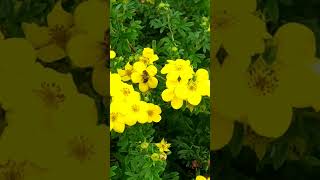 ÖlandstokGoldfinger Potentilla fruticosa💛💚amazingflowersnaturebeautygardennatureslover 💚💚💚 [upl. by Nitsuga]