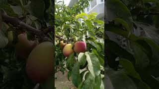 travel Fruit tree in the Skardu guest house [upl. by Sedecrem]