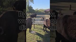 Welcome to Caprock State Park texas Travel panhandle bison welcome [upl. by Olag234]